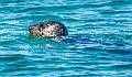 image by Kirms Photography Harbor Seal-1